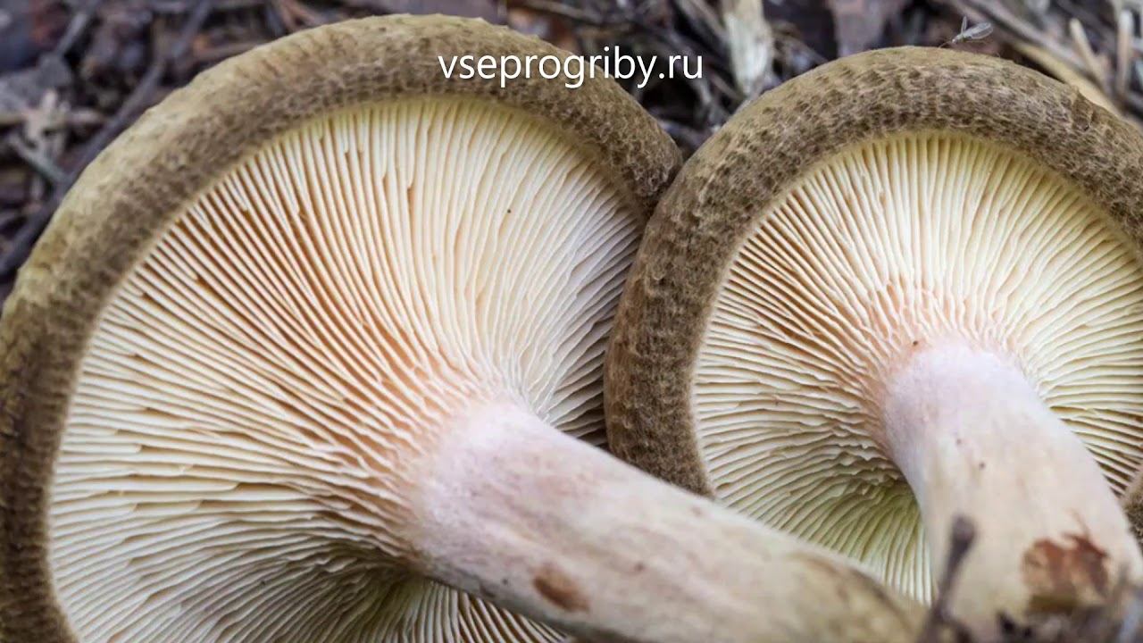 Какие грибы из семейства свинушковых встречаются в наших лесах