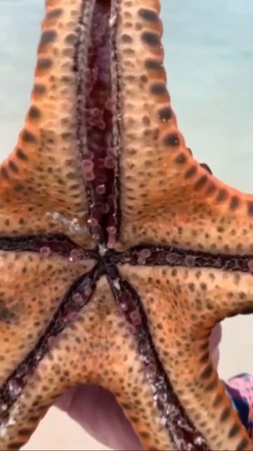 Starfish so satisfying!!! 🤣🥰 смотреть онлайн