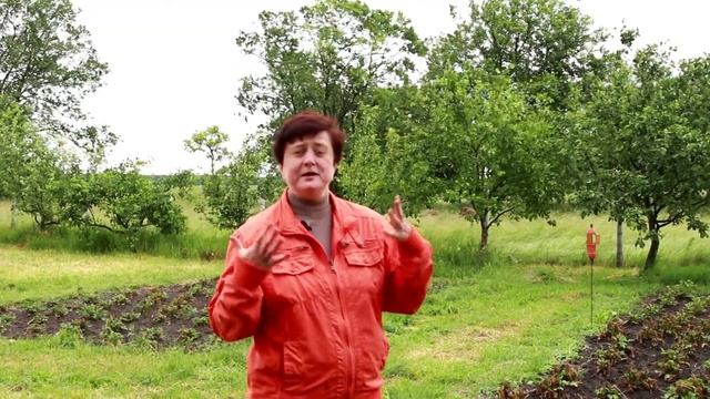 Заморозки: досвід застосування біодинамічних препаратів для відновлення картоплі.