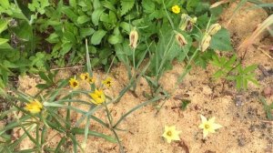 Рябчик Acmopetala (Fritilaria Acmopetela)