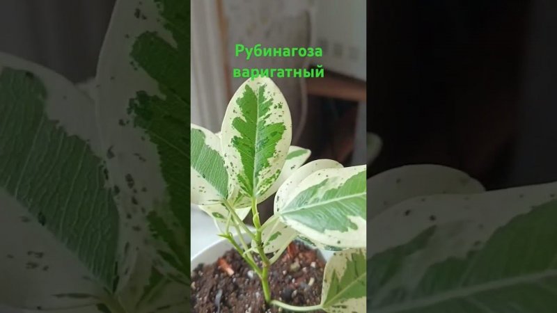 Фикус рубинагоза ( ржаволистный) варигатный #фикус