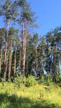 Сосны в солнечный день