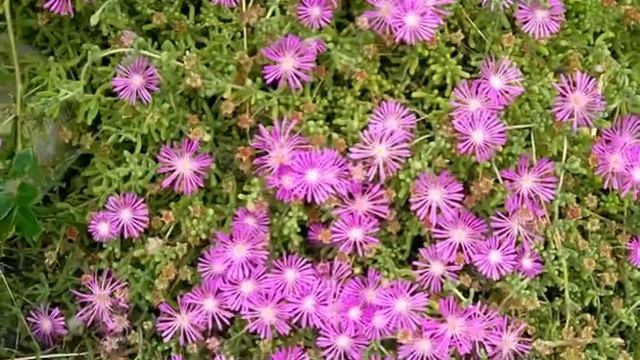 Drosanthemum Floribundum 'Floribunda Purple'