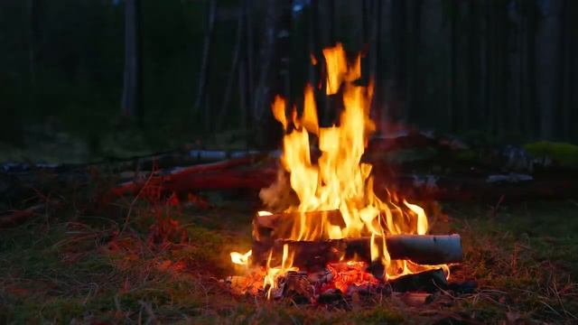 📺 Костер в глухом лесу🌲 Таинственная успокаивающая атмосфера