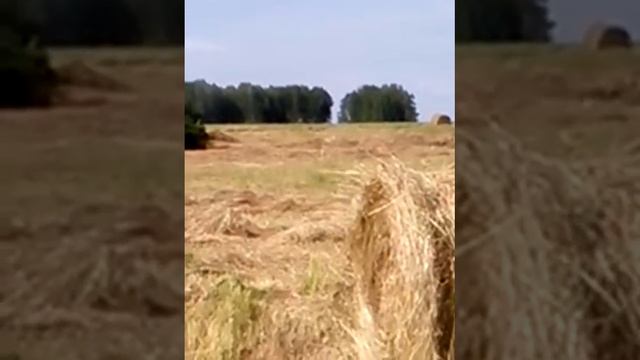 Уборка сенокоса 2013 смотреть онлайн