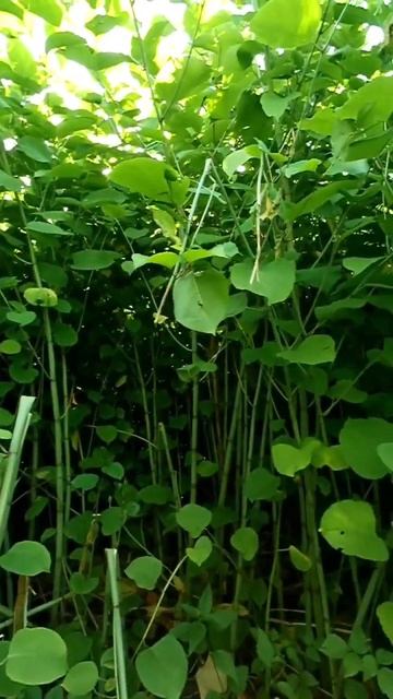 Релакс природа, радость. Присоединяйтесь. смотреть онлайн