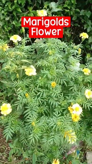 My Flowering Plants are Blooming, Beautiful - Marigolds Flower #plant #flower  #gardening