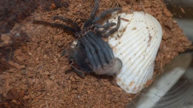 Brachypelma Vagans molted, L7.wmv смотреть онлайн