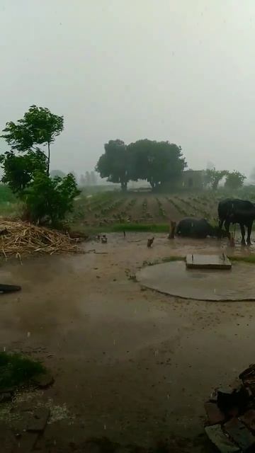 बारिश का तूफान#haryana #vlog #minivlog #shortvideo#shorts #short#souravjoshi@souravjvlogs