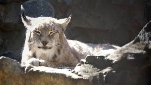 Любящая пара сибирских рысей Лекс и Бусинка греются на солнышке.