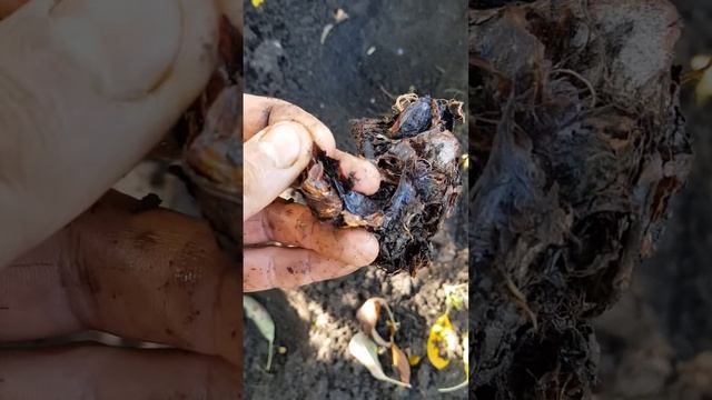 ruperea unei rădăcini de rubarbă si formarea de noi plante.Într-un an,dintr-o plantă, obtinem 10 смотреть онлайн