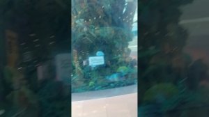 Прогулка у аквариума часть 1