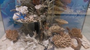 Дарвиновский музей