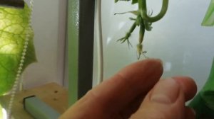 ОГУРЦЫ НА ПОДОКОННИКЕ часть 5