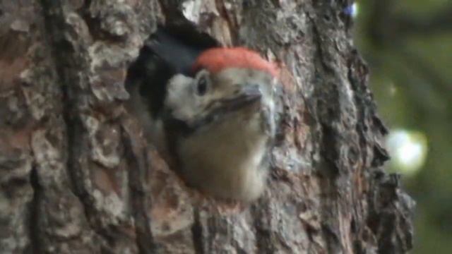 Мой фильм Карачевка. Лес.avi смотреть онлайн