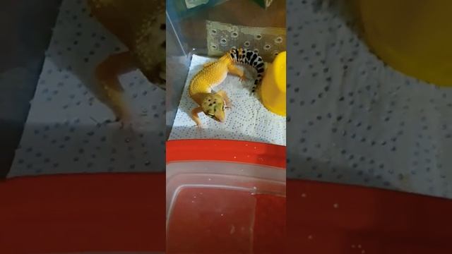 Кормежка эублефара смотреть онлайн