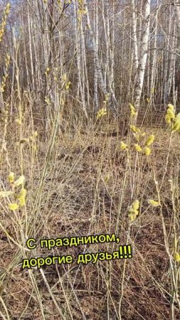 Цветение вербы.