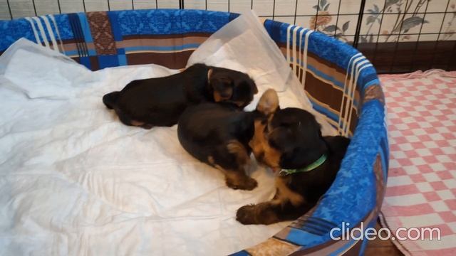 Сима и детки смотреть онлайн