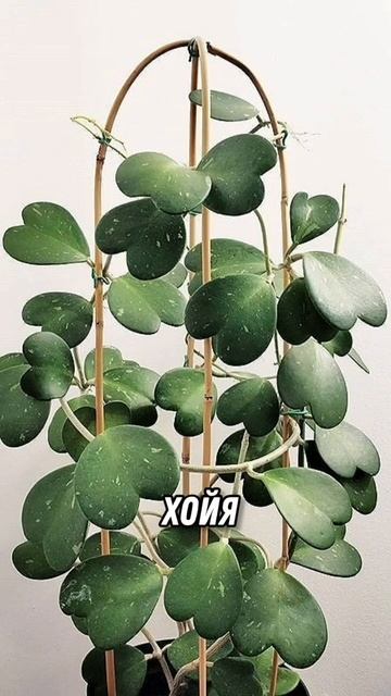 топ лиан и ампельных растений #комнатныерастения #plants