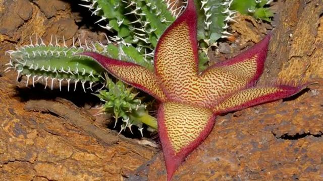 Hoa Carrion - Stapelia hirsuta L. смотреть онлайн