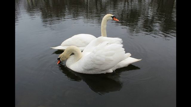 Встречая весну. Парк "Дубовая Роща", г. Запорожье, 2024 смотреть онлайн