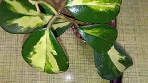 Чудесная красотка в моей коллекции. Хойя Diversifolia variegata.