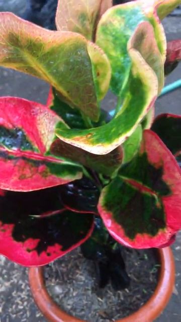 Variegated (croton plant) #plantas #crotonplant #plantcare #plantsvszombies #organico #urbanjungle смотреть онлайн