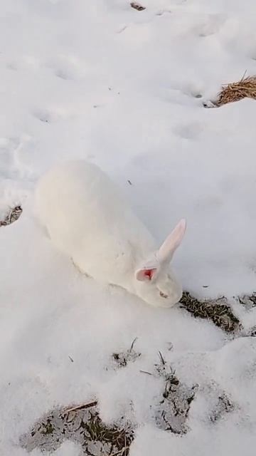 Кролик на снегу. смотреть онлайн