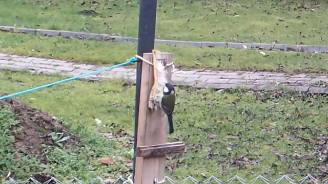 Синицы и сало смотреть онлайн