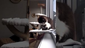 подборка смешных котиков