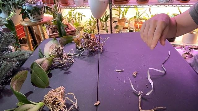 UNBOXING ICPU ORCHIDS 16 December 2023 Unboxing of ICPU Phals from OSS смотреть онлайн