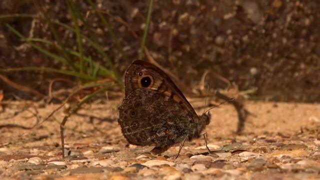 Argusvlinders op de Hondbossche Zeewering