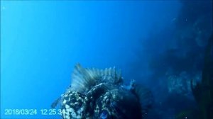 Как добывают морского ежа