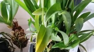 Orchid unboxing - Trichocentrum lanceanum (Oncidium lanceanum) - Oncidium yellow twinkle