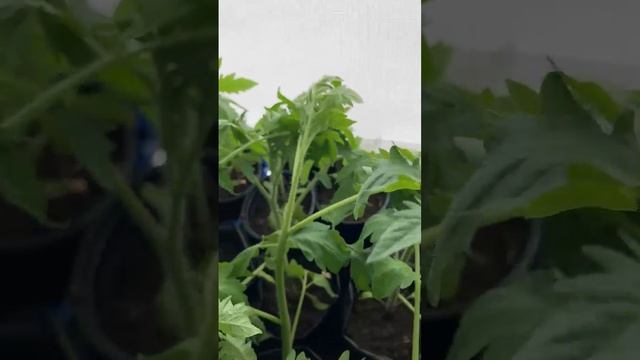 Завяла рассада пока мы были на дачке.