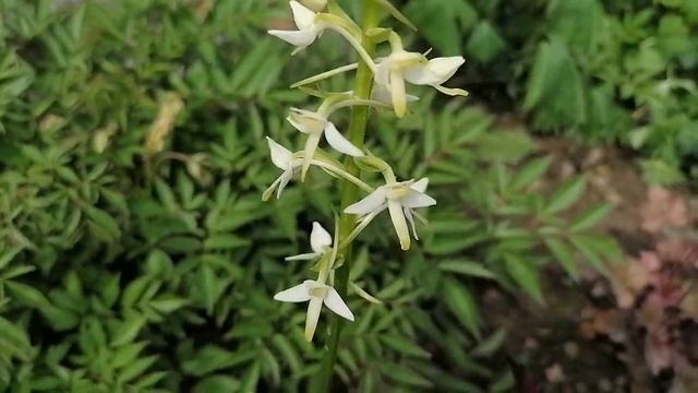 + Любка двулистная Platanthéra bifólia зацветает июнь 2022 смотреть онлайн