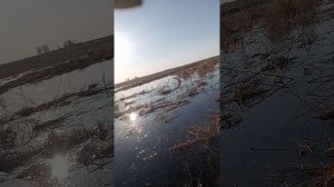 первый весенний улов серебристый карась