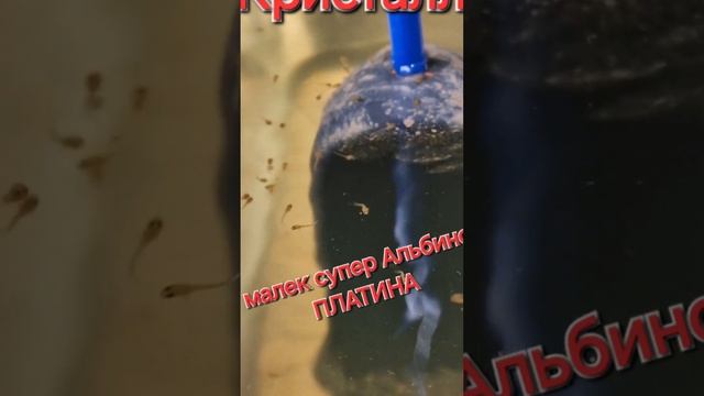 Поднимаем Альбино Платина. Родители отказались кормить.