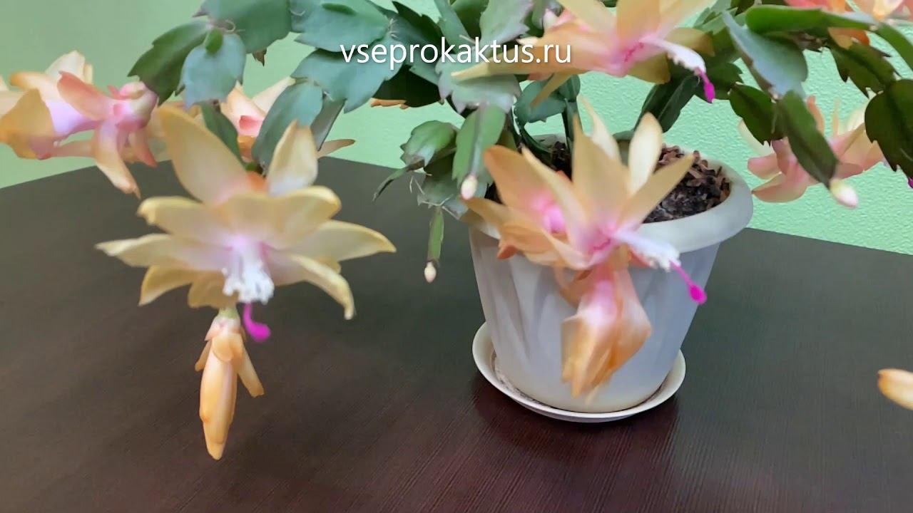 Пышное цветение шлюмбергеры домашней