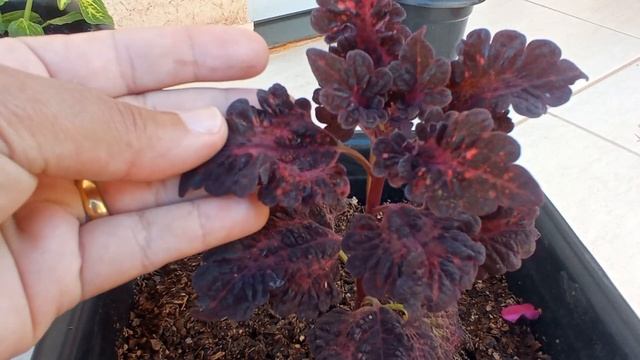 dicas de cultivo de beijinho,mais mudas novas.1 parte смотреть онлайн