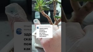 #поливкрассулы