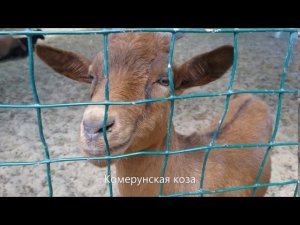 Посмотреть всех животных в экзотик парке Голубицкой