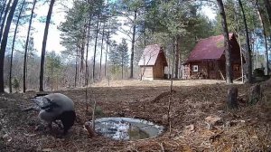 Ворона на водопое