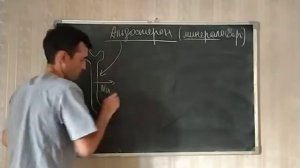 37 ГУМОРАЛЬНАЯ РЕГУЛЯЦИЯ СЕРДЦА