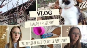 Начало 4 четверти!🫡 На деревьях распускаются цветочки🌳