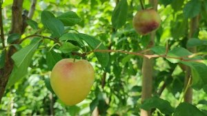 Плуоти Сплеш (pluot Splash) і Флаворіч (pluot Flavorich). Технічна стиглість сигнальних плодів