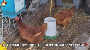 Курочки селяночки лучшие беспородные несушки 🥚 (119)