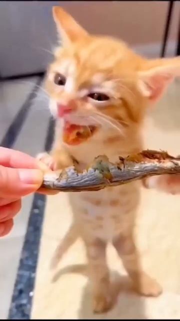 29 липня 2022 р. смотреть онлайн