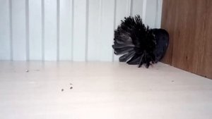 Голуби павлины. (2)