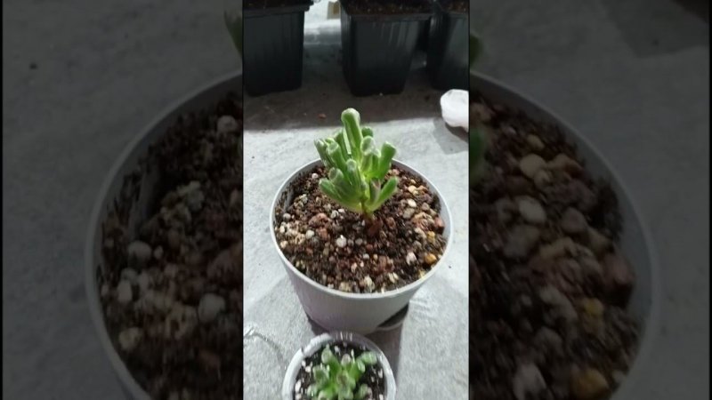 Crassula Ovata Gollum varigata. #весна #plants #crassulaovata #gollum